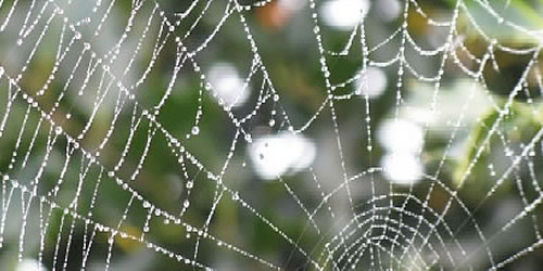 We respect the interdependent web of all existence.
